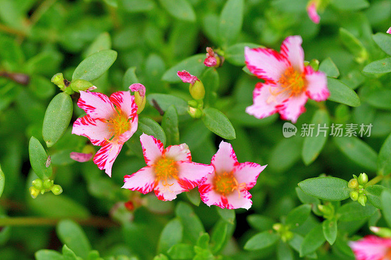 马齿苋属的植物花卉