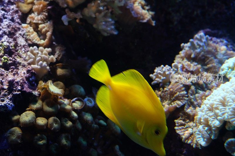 红海水下珊瑚礁