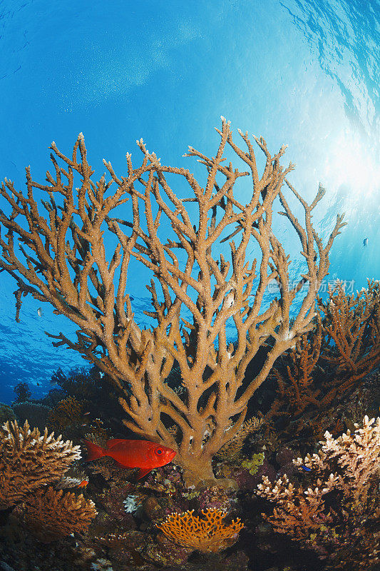 海洋生物，珊瑚礁水下场景与表珊瑚和红色常见的大眼鱼。潜水者的观点。