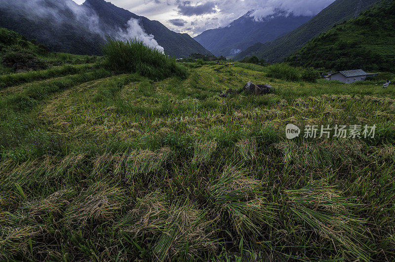 越南颜白木仓柴的山脉和梯田