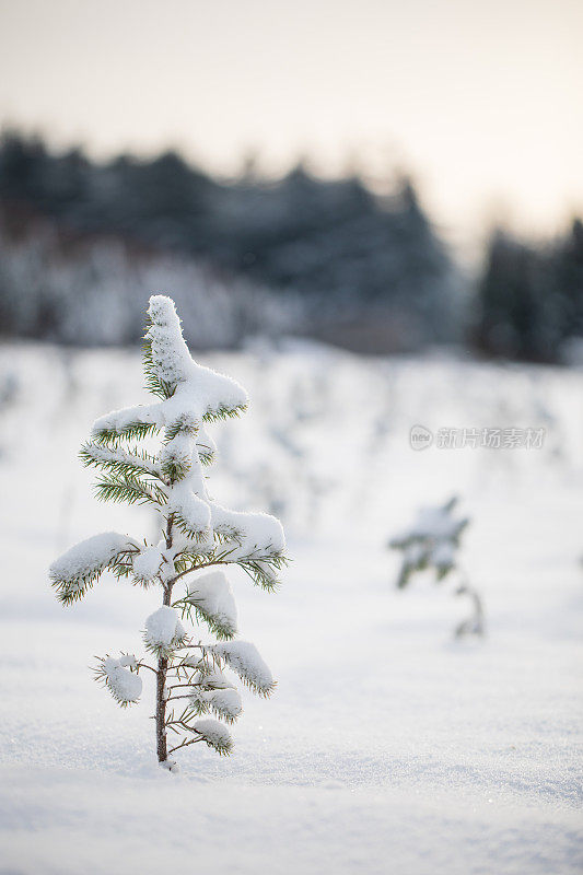 雪下的小圣诞树。