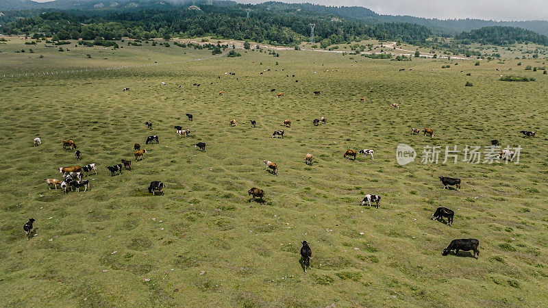 4k鸟瞰图的牛群在绿色草地，鸟瞰图的牛群放牧牧场，顶视图。乳制品生产。宁静景观鸟瞰图生态环境保护。健康食品种植