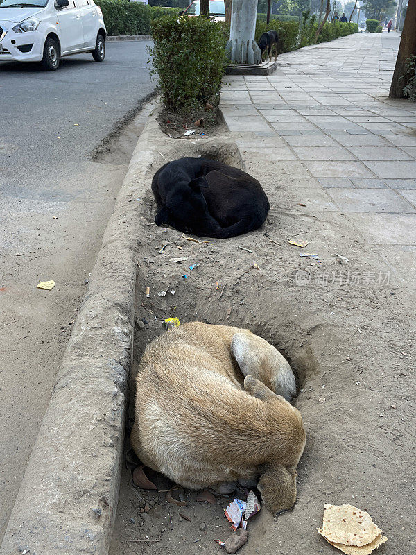 特写图片，困倦，被遗弃的小狗留在印度街头，流浪小狗依偎在路边的汽车，新德里，印度，关注前景