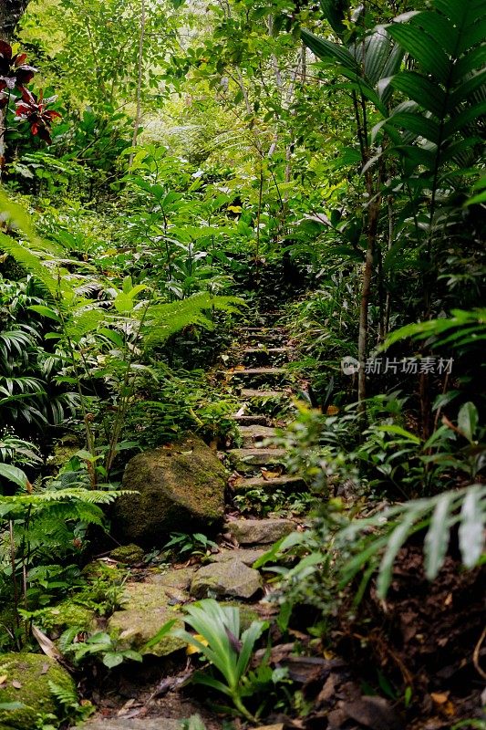 郁郁葱葱的绿色植物在热带丛林森林马来西亚槟城岛