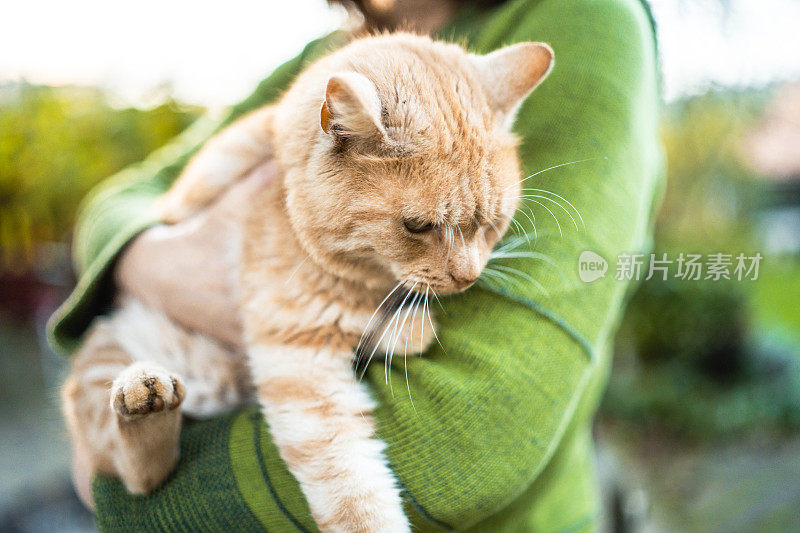 猫和主人的照片