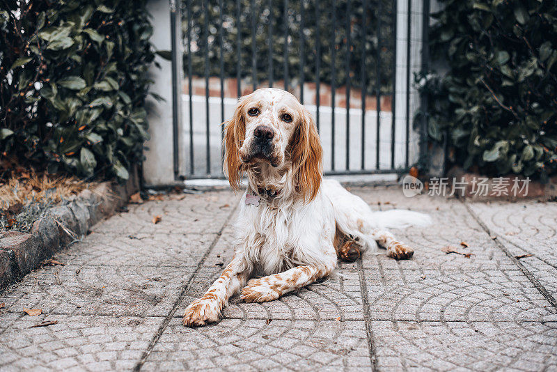 爵士，一只英国塞特猎犬，在他居住的房子的花园里