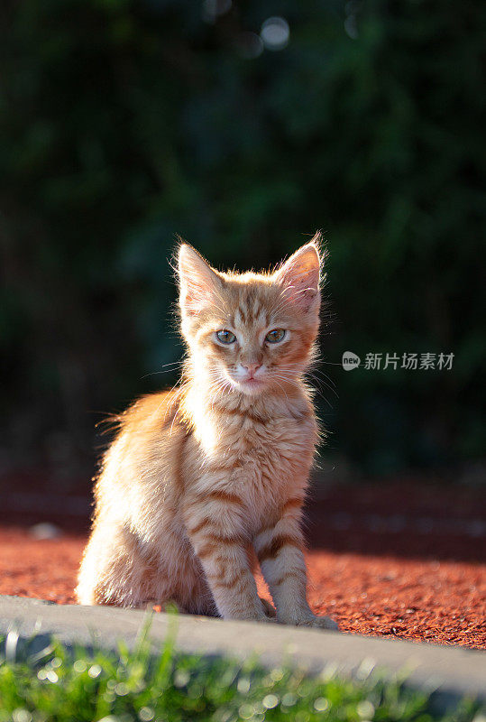 小姜黄色的流浪猫。