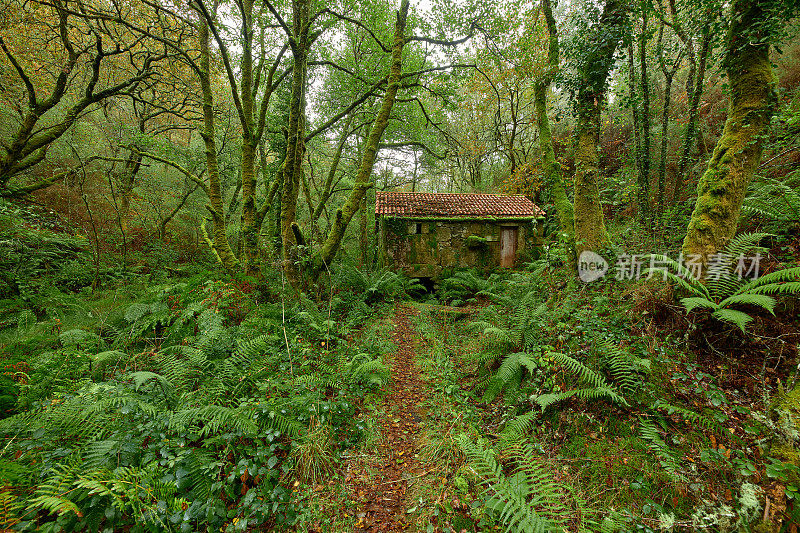 西班牙加利西亚，森林中被树木和蕨类树叶覆盖的旧废弃建筑