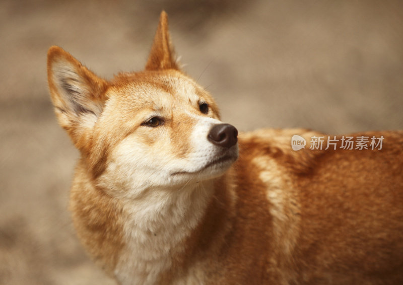 澳洲野狗