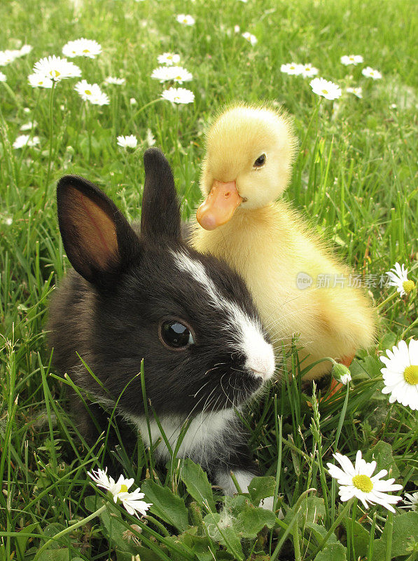 小兔子和小鸭子