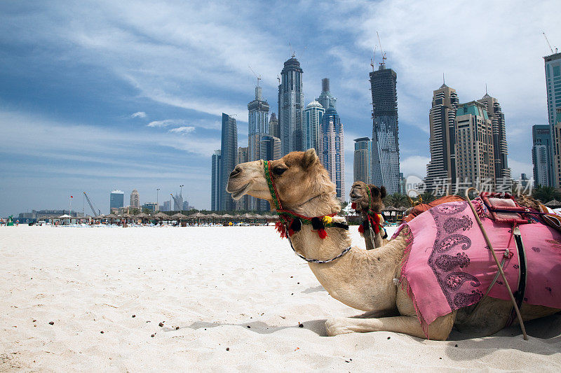 骆驼在城外休息