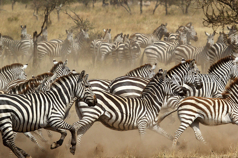 一群斑马在非洲大草原上奔驰