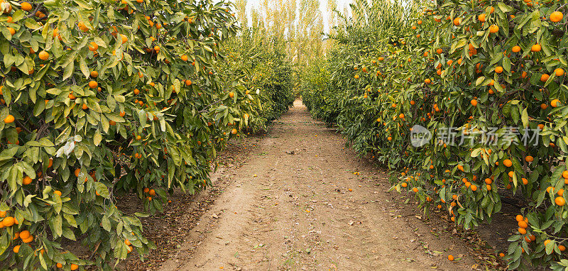 生的食物水果桔子成熟的农业农场桔子树林