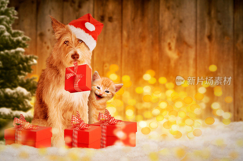 狗和猫在圣诞节带着礼物