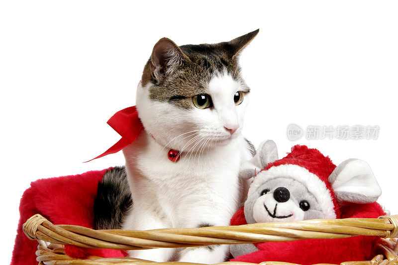 圣诞篮子里的猫