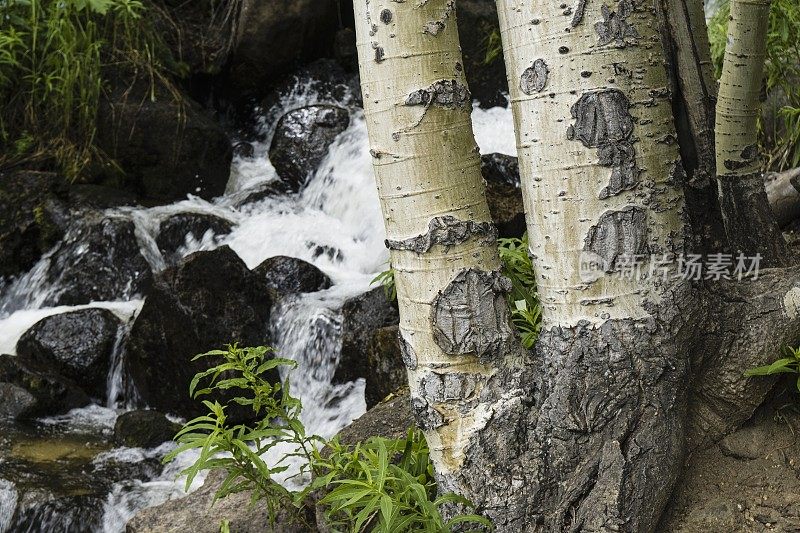 森林瀑布，落基山国家公园