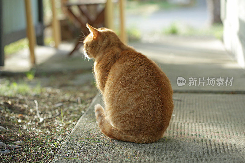 橙色的猫坐在外面的加拿大