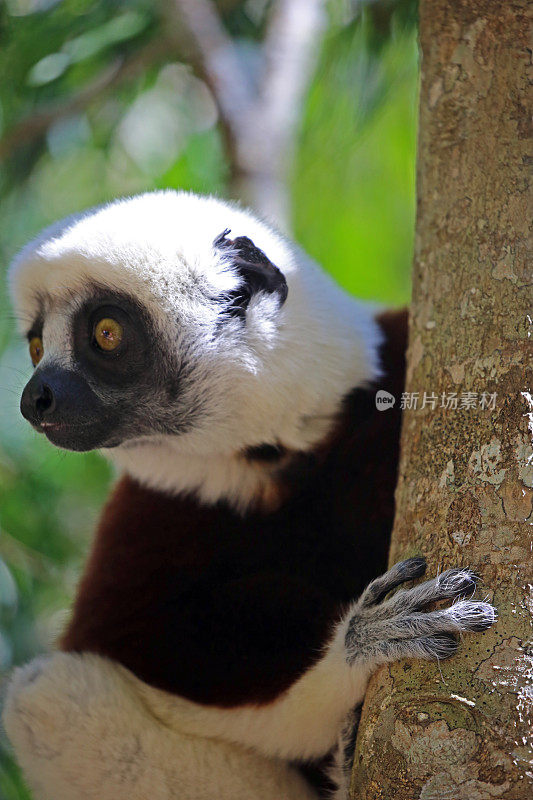 马达加斯加:Andasibe-Mantadia国家公园的Coquerel狐猴