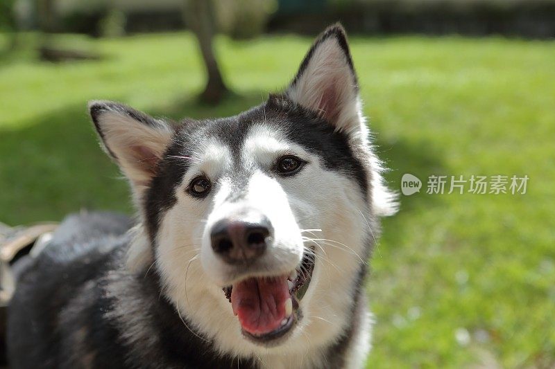 西伯利亚雪橇犬特写