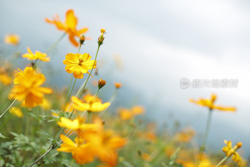 宇宙花朵特写