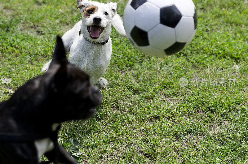 两只狗在追一个足球