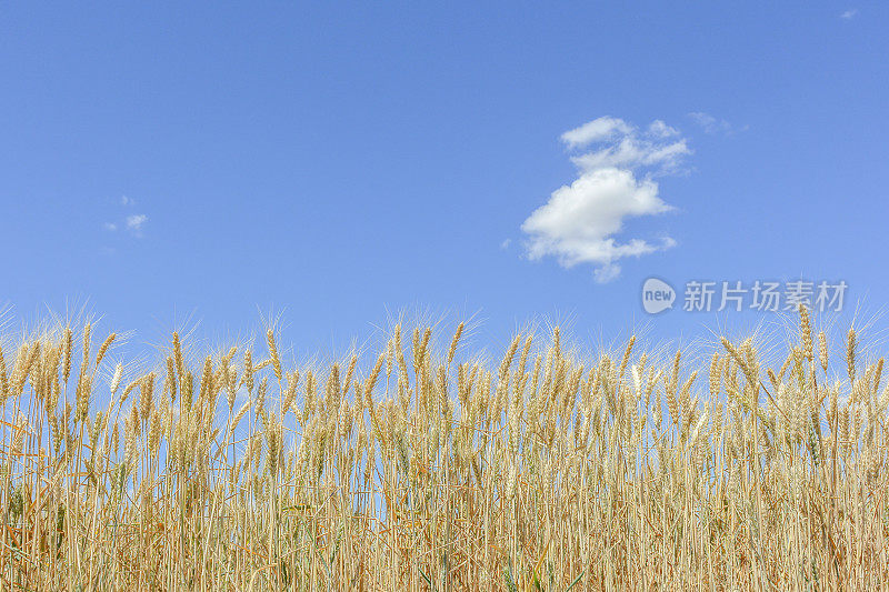 小麦在地里生长