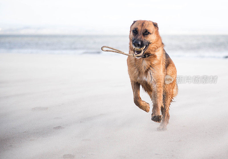 行动中的德国牧羊犬