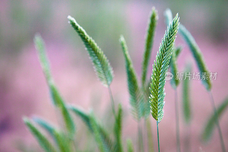 冠毛犬小麦草