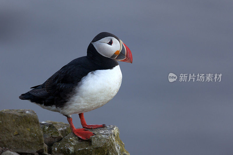 大西洋海雀(北极海雀)