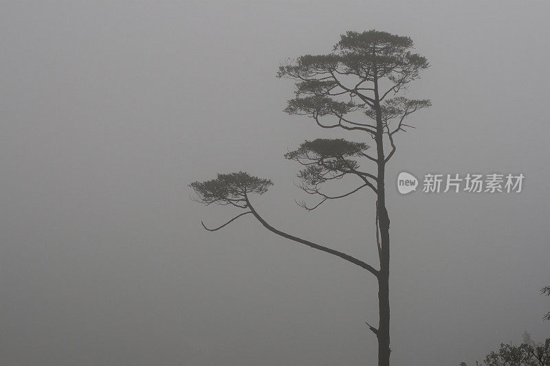 浓雾里的一棵树