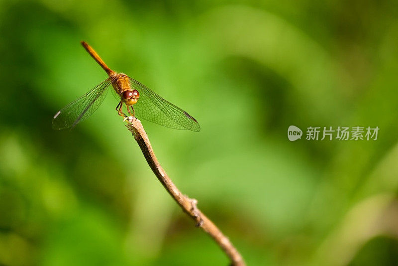 特写镜头的蜻蜓