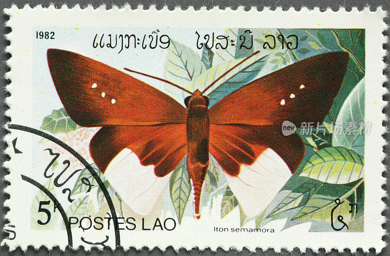 老挝的蝴蝶