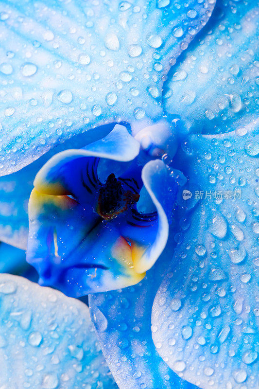 蓝色的兰花