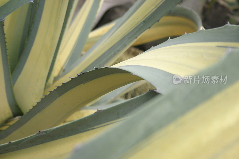 龙舌兰科植物特写