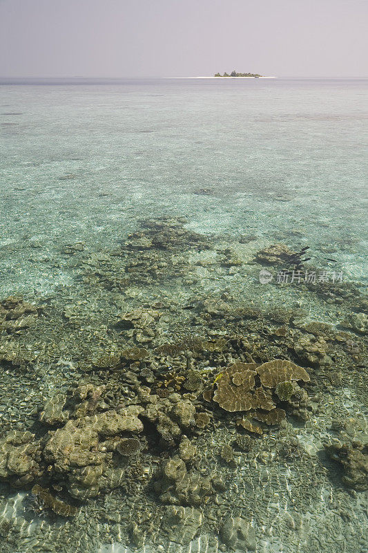 马尔代夫的珊瑚礁