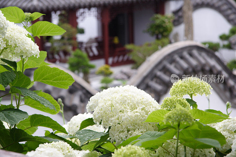 中国花园里的绣球花