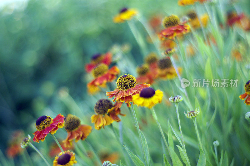 Sneezeweed两个(Helenium)