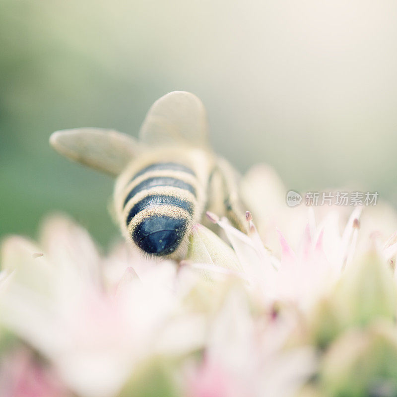 一只大蜜蜂
