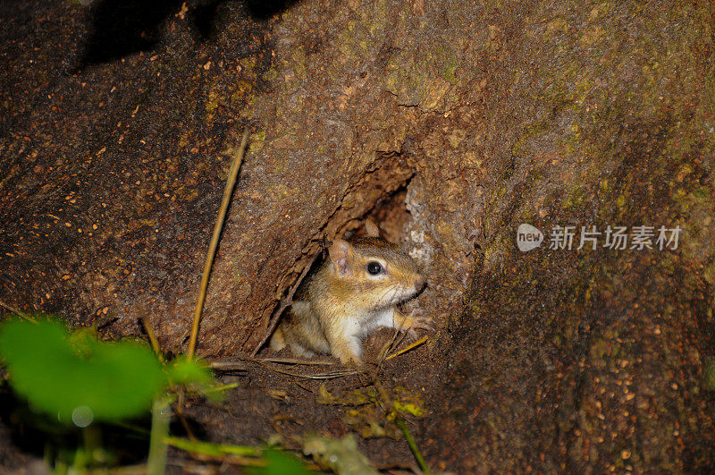 花栗鼠的房子两个