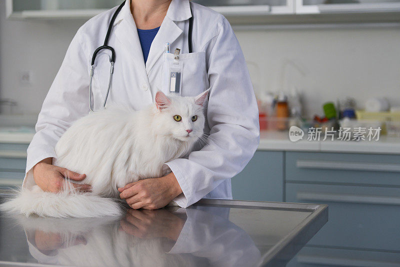 缅因猫在兽医诊所