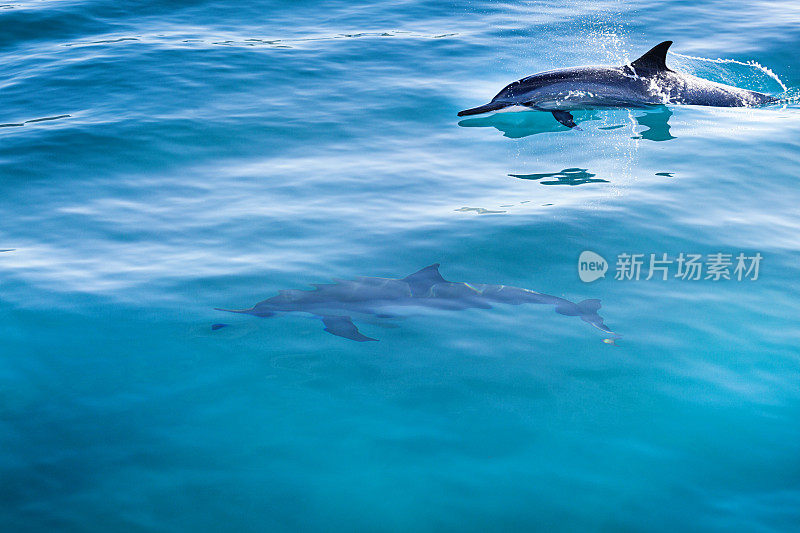 夏威夷考艾岛的飞旋海豚