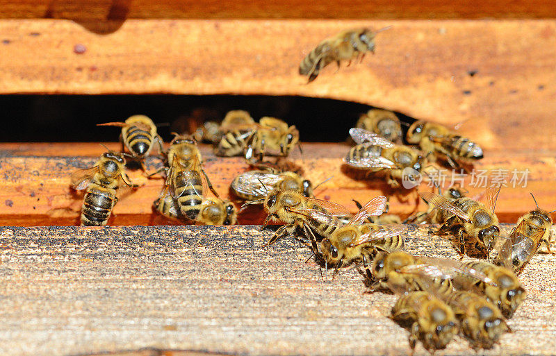 蜜蜂在木蜂巢里