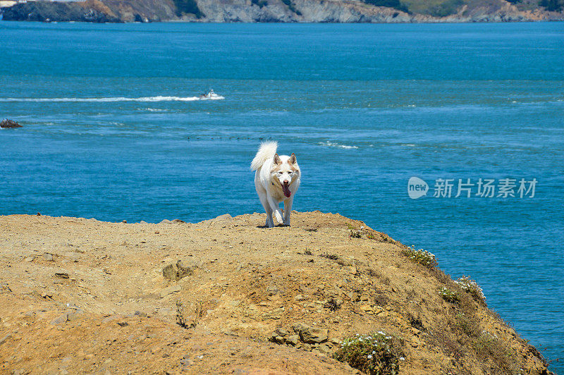 可爱的哈士奇徒步旅行在旧金山的兰兹角