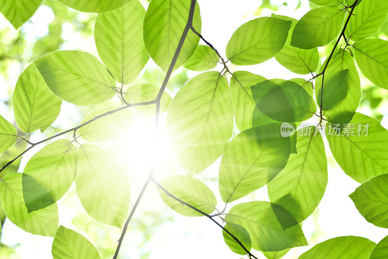 阳光穿过绿叶的枝头