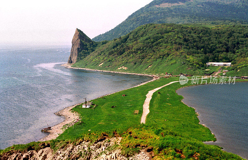 海岸海绿草