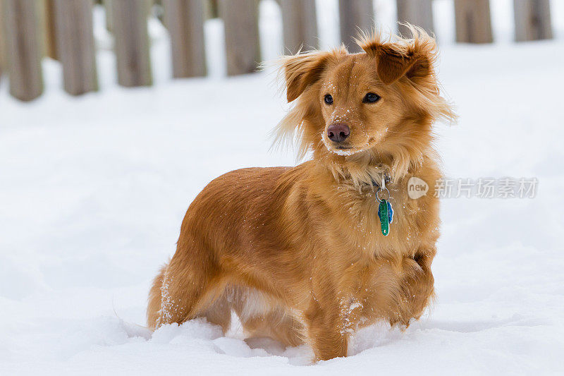 可爱的金色小狗在雪地里玩耍