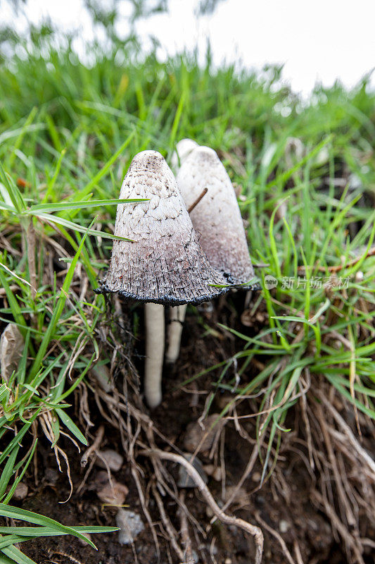 田野里的一对毒菌