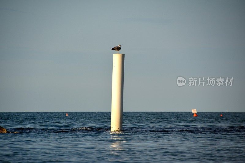 意大利，一只孤独的海鸥在塔上休息