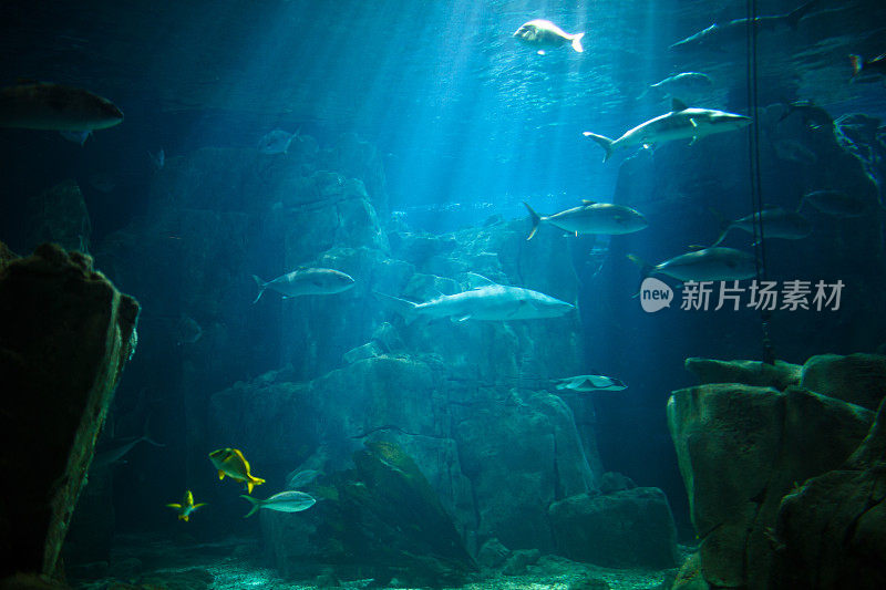 有热带鱼的咸水水族馆