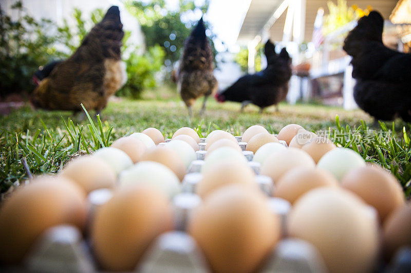 在多色鸡蛋的背景下吃鸡